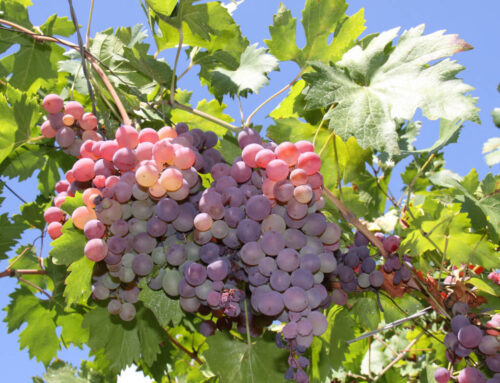 The Green Secret: Activated Charcoal for Plants